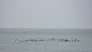 Pajūryje &ndash; tradicinės pauk&scaron;čių palydėtuvės