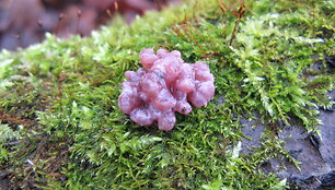Auk&scaron;liataurė (Ascocoryne sp.)