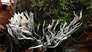 Baltavir&scaron;ūnis elniagrybis (Xylaria hypoxylon)