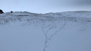 Gyvūnų pėdsakai Kuršių nerijoje