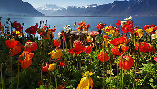 &Scaron;veicarija