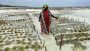 Dumblių auginimas Zanzibare