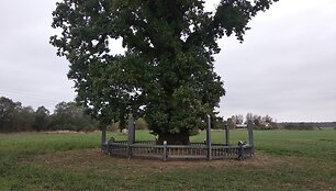 Moliūnų ąžuolas