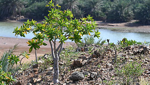 Sokotros flora