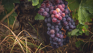 Bodega Bentomiz 