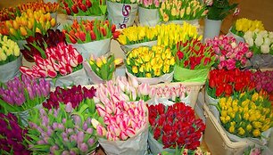 Tulpės