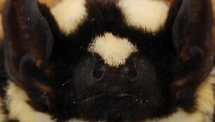 &Scaron;ik&scaron;nosparnis&ndash;panda