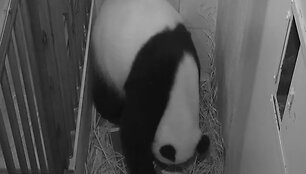 Panda Mei Xiang