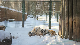 Lietuvos zoologijos sodas žiemą