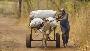 Asilai Afrikoje