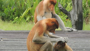 Borneo gyventojai