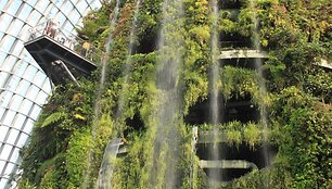 Cloud Forest