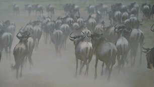Gnu migracija