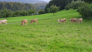 Lichten&scaron;teino karvės