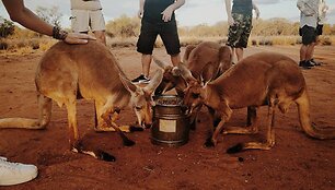Kelionė po Australiją