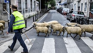 Avys Aubervilliers rajone