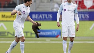 Kiaunė futbolo stadione &Scaron;veicarijoje.