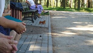 Nuotraukos pavadinimas