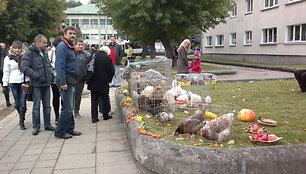 Grybų &scaron;ventė Varėnoje