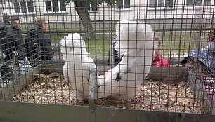 Grybų &scaron;ventė Varėnoje