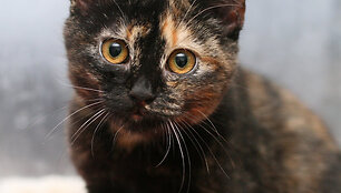 Nuotraukos pavadinimas