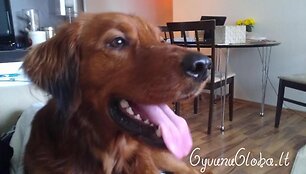 Nuotraukos pavadinimas