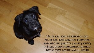 Įkrauk.lt nuotrauka