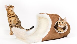 Bengalai
