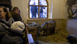 Gyva Prakartėlė Bernardinuose ir mišios