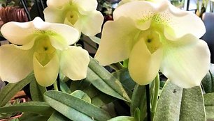 Karališkos išvaizdos orchidėjos (Paphiopedilum Ice Age x Ice Wind Mrs. White)
