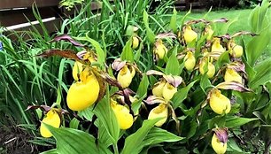 Skaistės kieme augančios orchidėjos