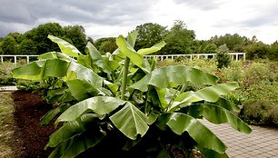 Egzotinių sodų puošmena: lauke žiemojantys bananai