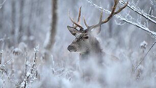 Taurusis elnias &ndash; Rimanto Nalivaikos svajonių kadras