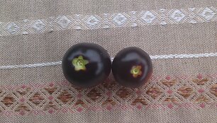 Pomidorai