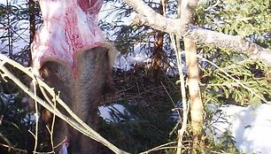 Brakonieriaus laimikis