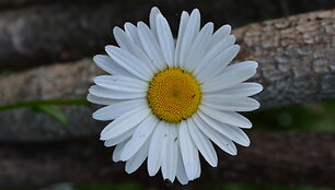 Nuotraukos pavadinimas
