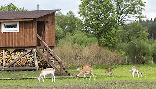 Arčiau gamtos