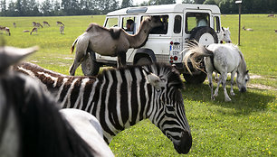 Safari parkas netoli Anykščių