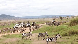 Rytinis safaris