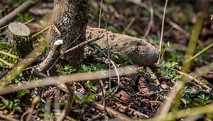 Sostinės Saulėtekio al. 25a aptiktas į sprogmenį panašus daiktas