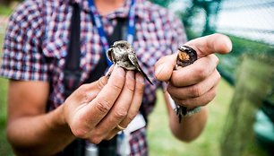 Ventės rage – paukščių žiedavimo įkarštis