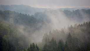 Vaizdas nuo Vilkakalnio apžvalgos bokšto