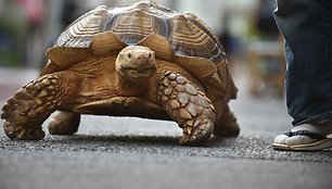 Tokijo gatvėse praeivius stebina didžiulį vėžlį vedžiojantis vyras