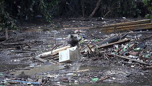 Tbilisio zoologijos sodo gyvūnai po potvynio