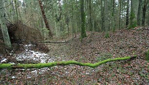 Vilkatėnų piliakalnio pylimas ir griovys