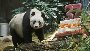 Seniausiai nelaisvėje gyvenančiai pandai 37 metai