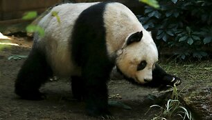 Seniausiai nelaisvėje gyvenančiai pandai 37 metai