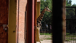 Naujoji žirafų pora Lietuvos zoologijos sode – senbūvis Gudrutis ir naujokas Nafaris