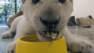 Baltojo liūto jauniklis Meksikos zoologijos sode