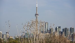 Paukščiai tupintys medžiuose Toronto fone